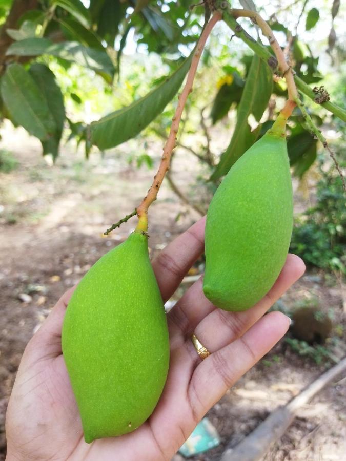 Willa Pratik Mango Farm House Revadanda Zewnętrze zdjęcie